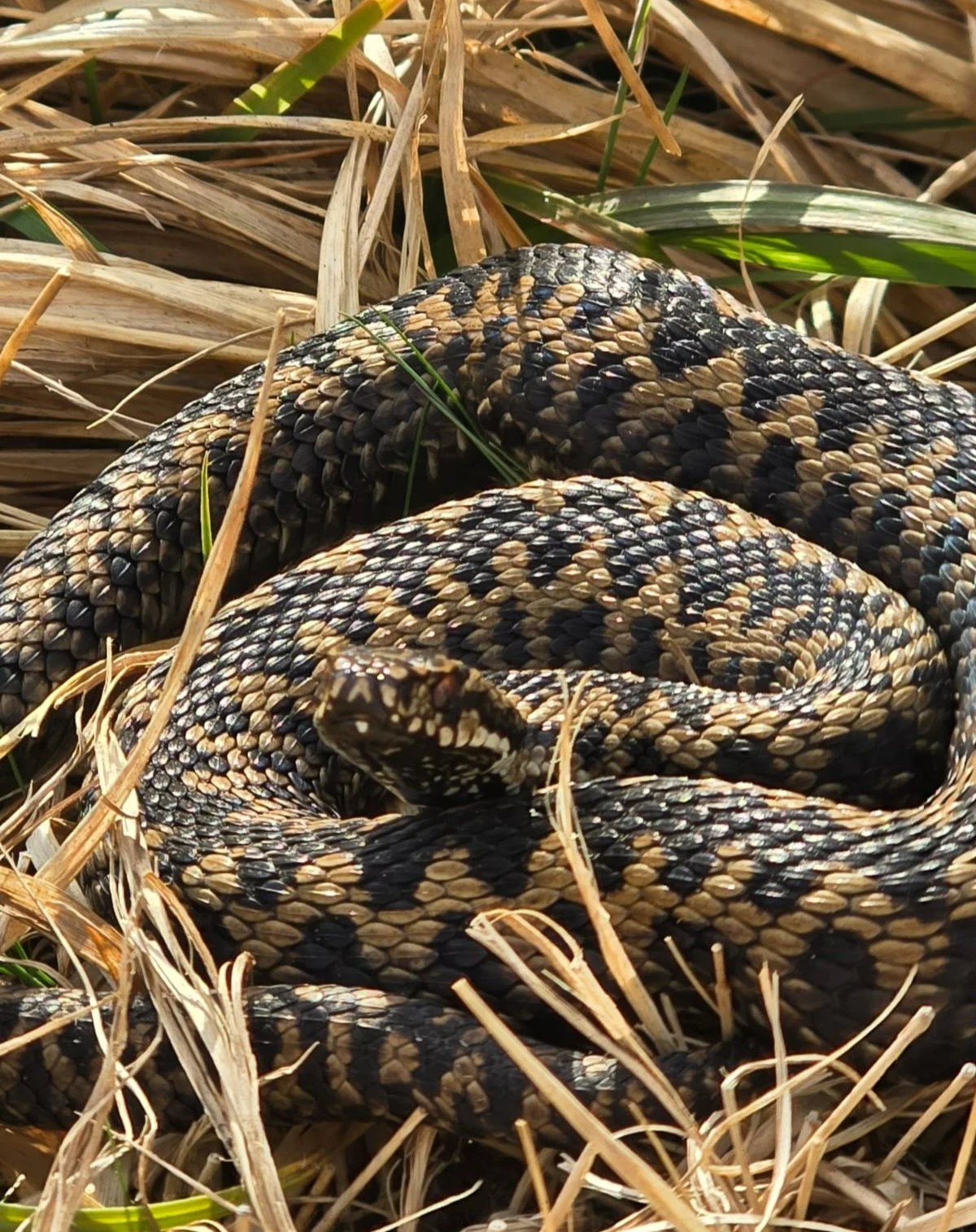 The challenge the team increasingly face is how to carry out effective peatland restoration while avoiding causing harm to adders hibernating in degraded peat.
 
Increasingly, the spots that adders might choose to hibernate on Dartmoor, Cornwall and 