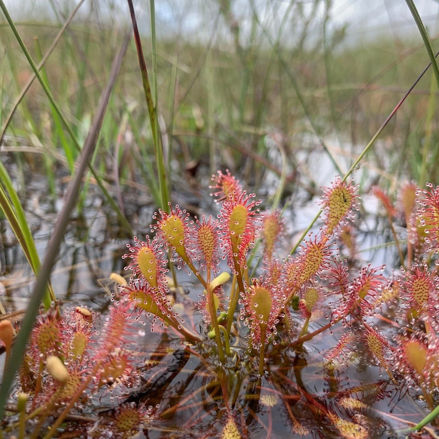 Join us on Saturday 13 September for a family day uncovering the history and ecology of Bodmin Moor's peatlands.

This free event, designed specifically for children ages 8-14, brings together archaeology, wildlife and peatland restoration to help ki