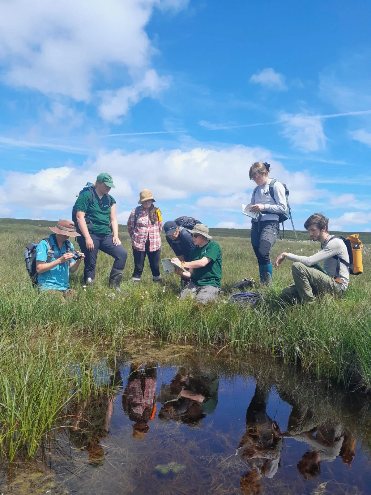 'Clouds of dragonflies’ on restoration sites