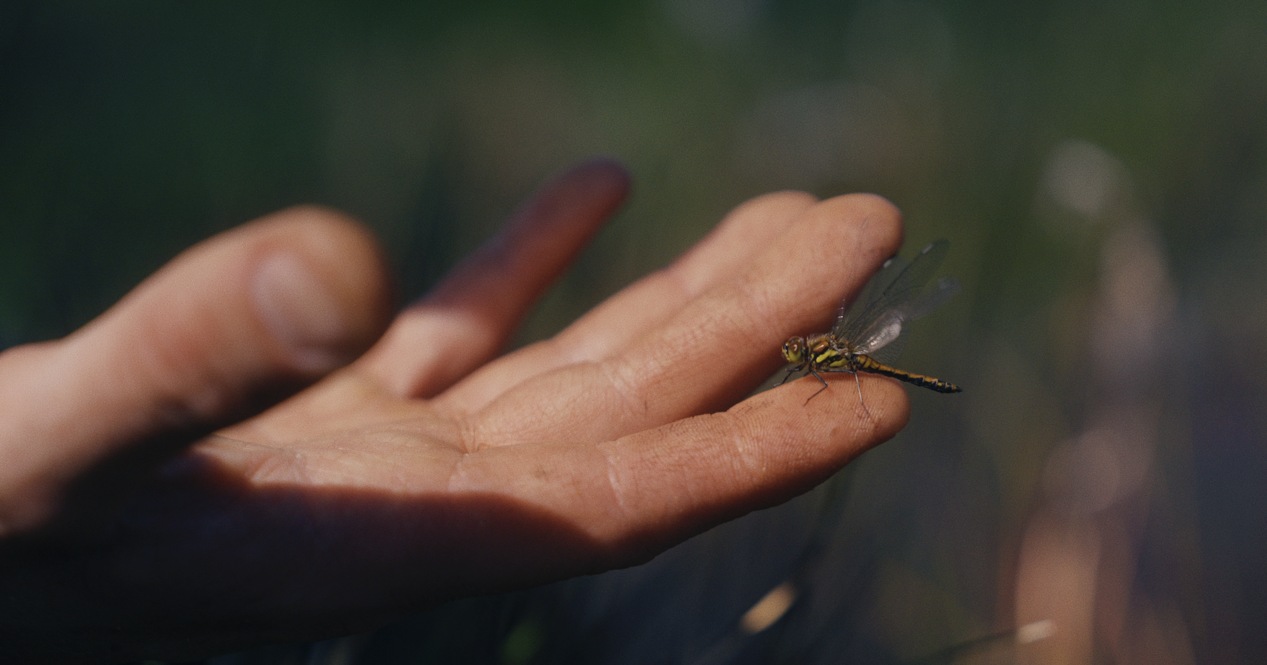 Dragonflies thriving on Exmoor peatland restoration