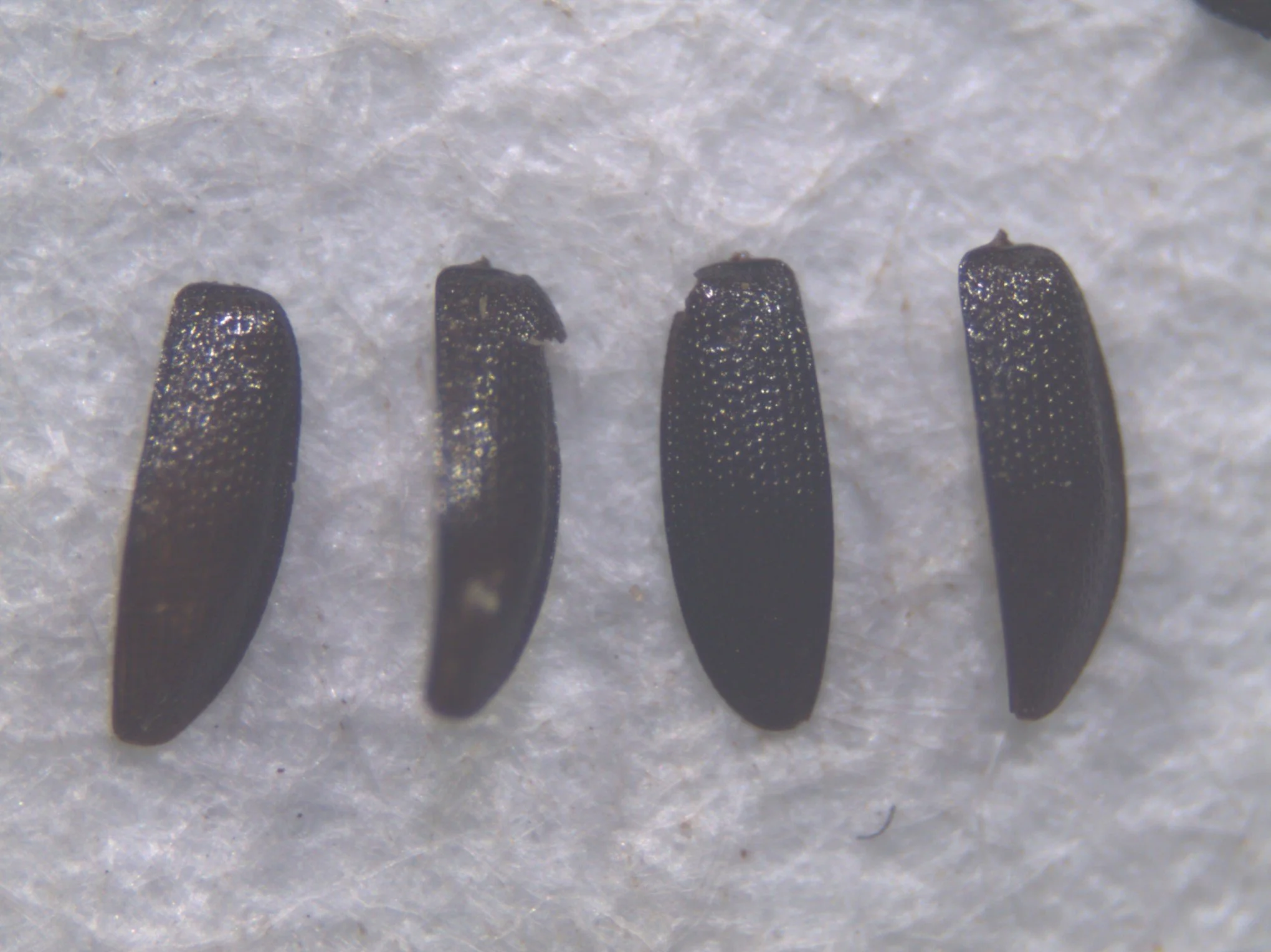 Exmoor Insect Peatland ‘time capsule’ reveals prehistoric woodland habitat & insects ...