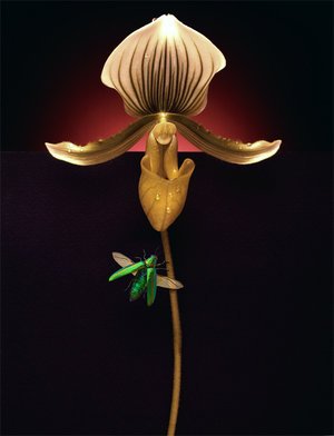 orchid+new.jpg