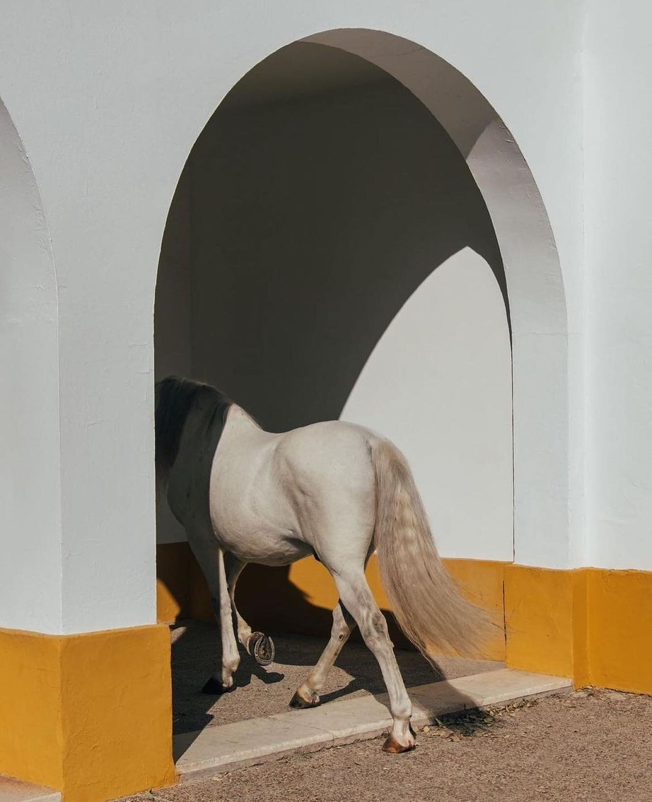 &Agrave; l&rsquo;&eacute;cole royale andalouse d&rsquo;art &eacute;questre avec @clementevb 

📷 @clementevb 

#horse #escuelaandaluza #andalousie #espa&ntilde;a #mood #ecoleandalouseartequestre #travelphotography #andalucia #spain #voyagevoyagemagaz