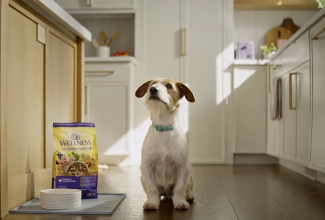 Wellness Pet