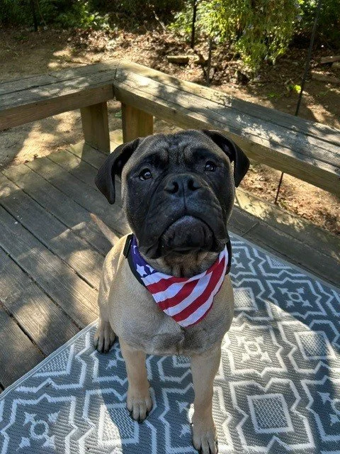 Bullmastiff