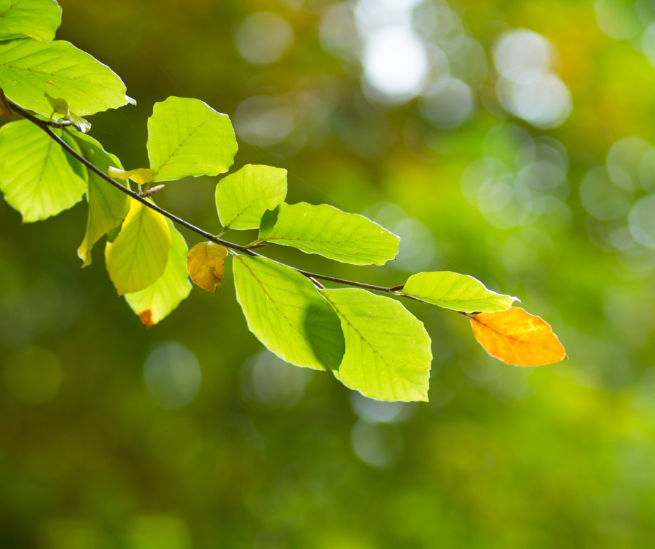 Leaves in a tree.