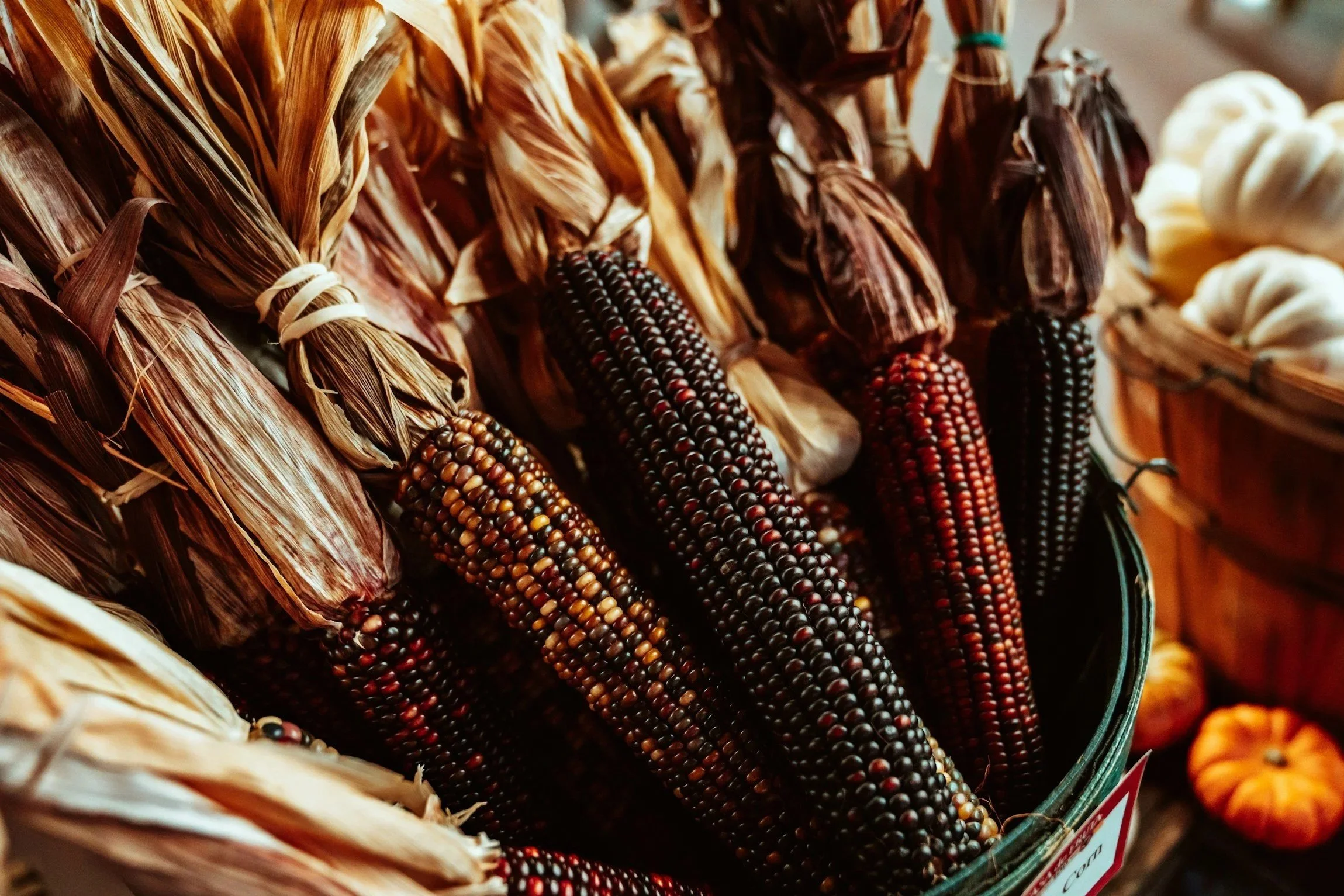 Multicolored dried corn for Thanksgiving decorations.