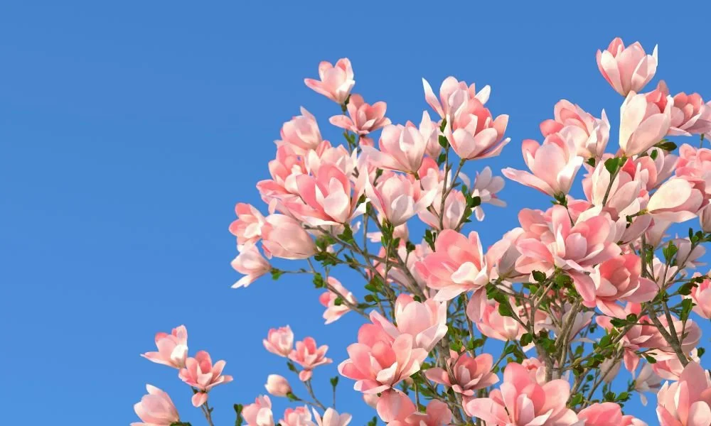 The Blossoming of True Friendship – Starting With Yourself