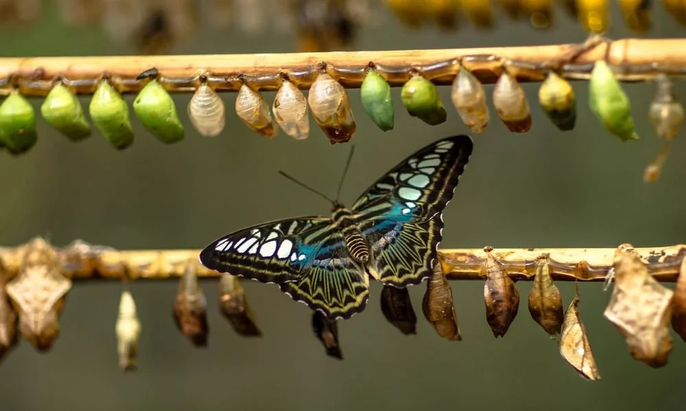 Noticing Changes: Caring for Yourself in the Midst of the Unknown