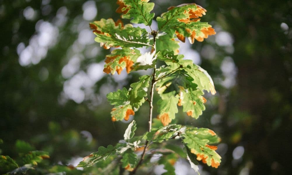 Close-up of an oak branch with bright green leaves tinged with orange at the edges, set against a blurred background of foliage, suggesting early autumn.