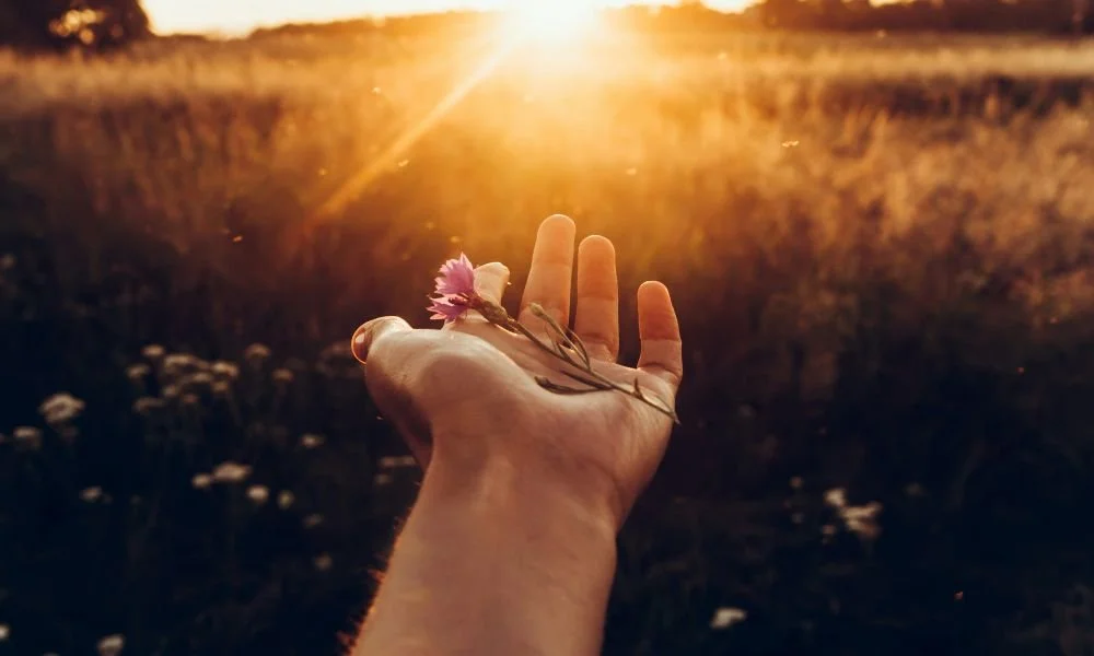 hand-holding-cornflower-in-amazing-sunset-rays-at-summer-field-wildflowers-in-woman-hand-in-meadow-under-amazing-sunshine-hipster-travel-concept-atmospheric-epic-moment-earth-day