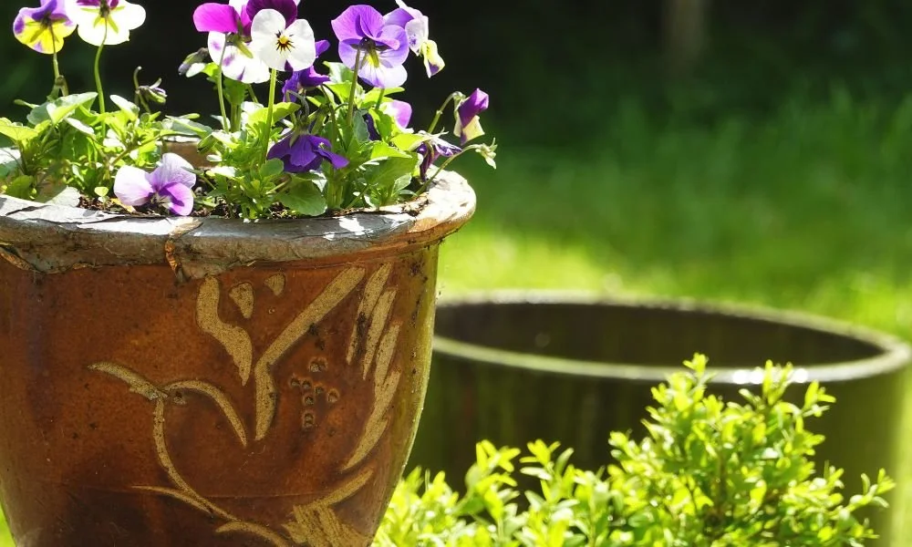 Potted purple and white pansies in a sunlit brown ceramic pot, adorned with floral patterns, stand out against a blurred green garden background.