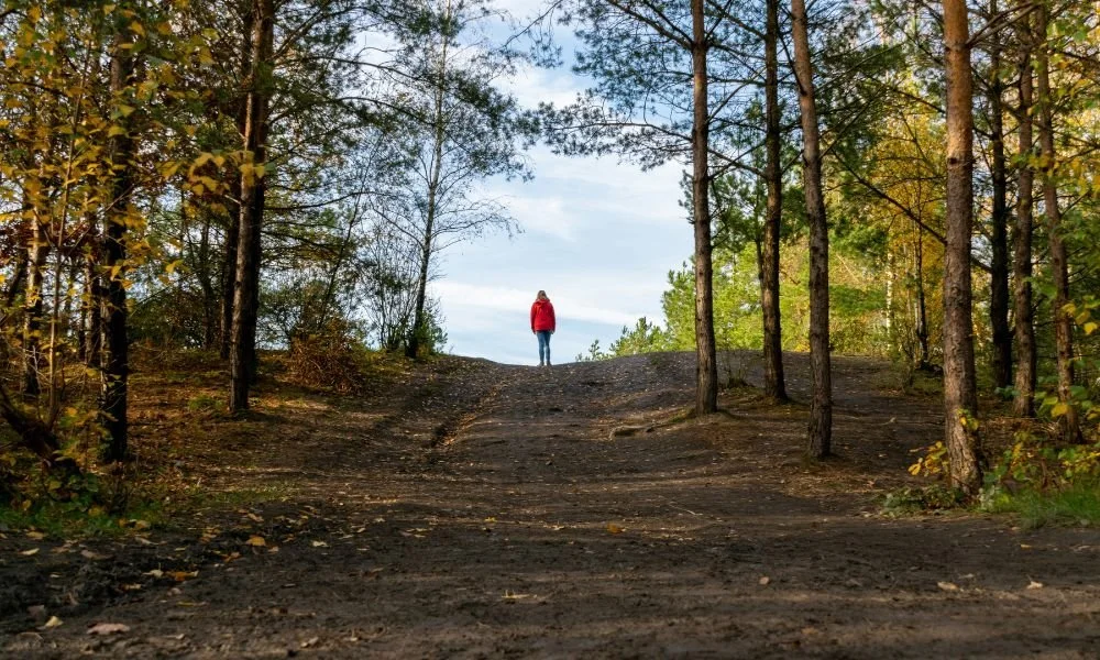 A person in a red jacket stands alone on a hilltop amidst a forest of tall pine trees under a clear blue sky, conveying solitude and tranquility.