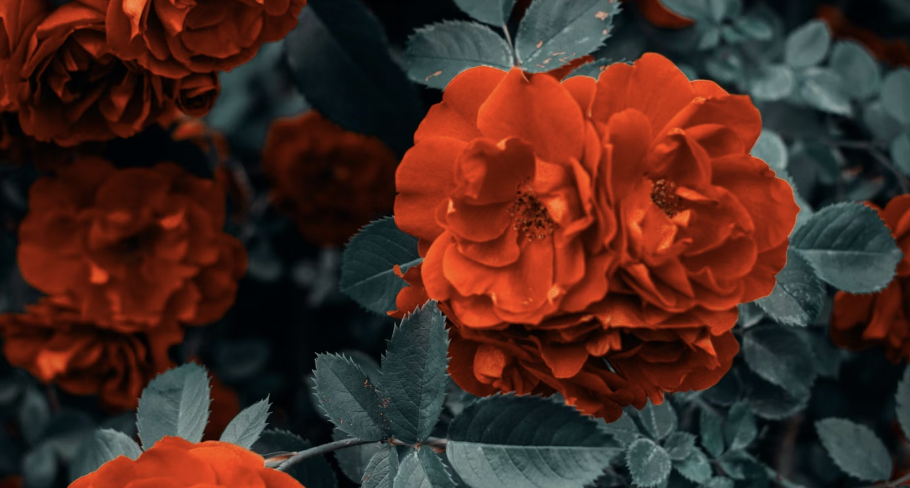 Red Roses