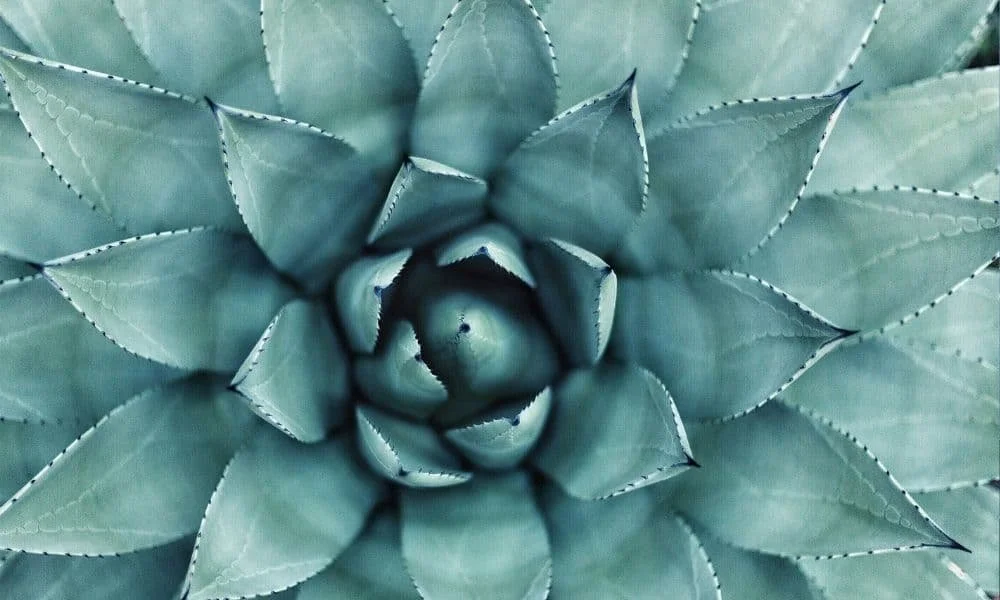 Close-up of a blue-green succulent plant viewed from above, showcasing its symmetrical, pointed leaves arranged in a spiral, creating a calming, natural pattern.