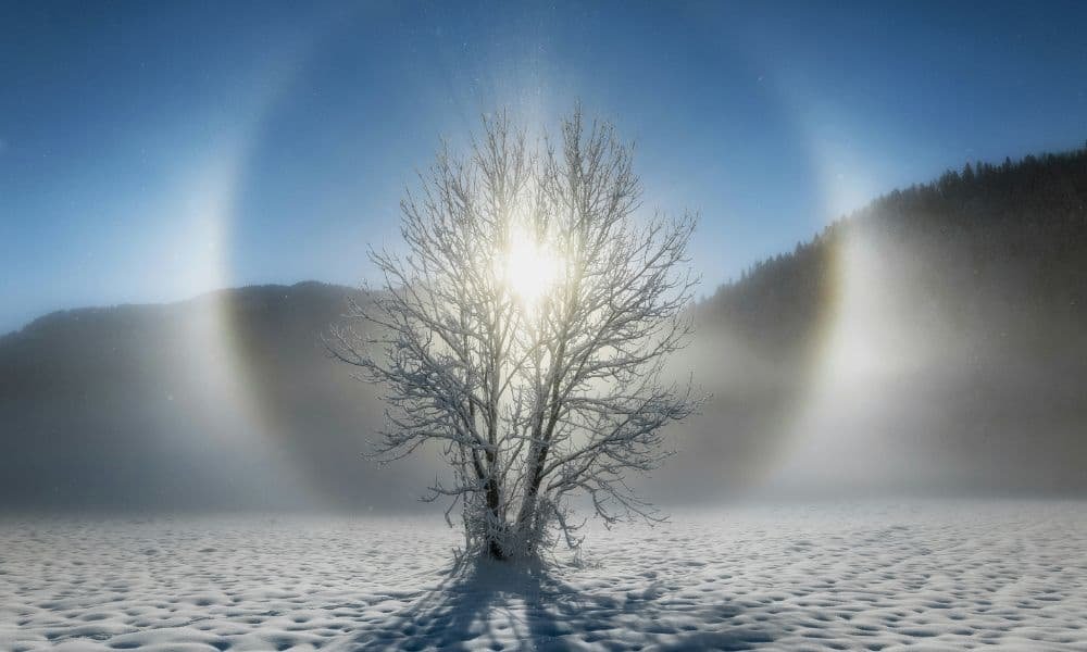 A bare tree stands in a snowy field under a clear blue sky. The sun shines brightly through the branches, creating a glowing halo effect and casting long shadows.