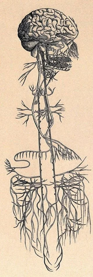 Anatomical drawing of the vagus nerve from c. 1543. Public Domain.
