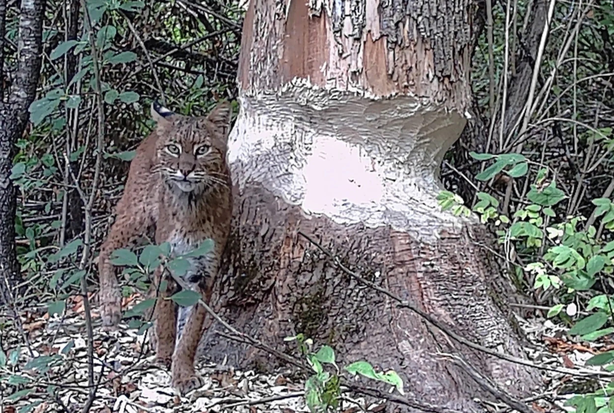 Wildlife In Our Own Backyard