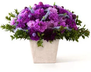 Mooncarnations — Florigene Flowers