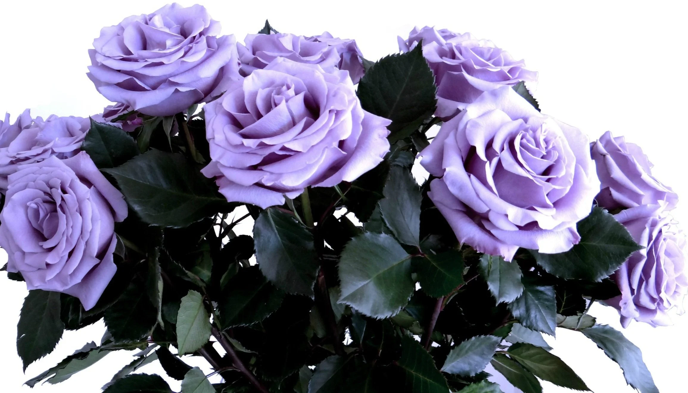 Florigene Flowers