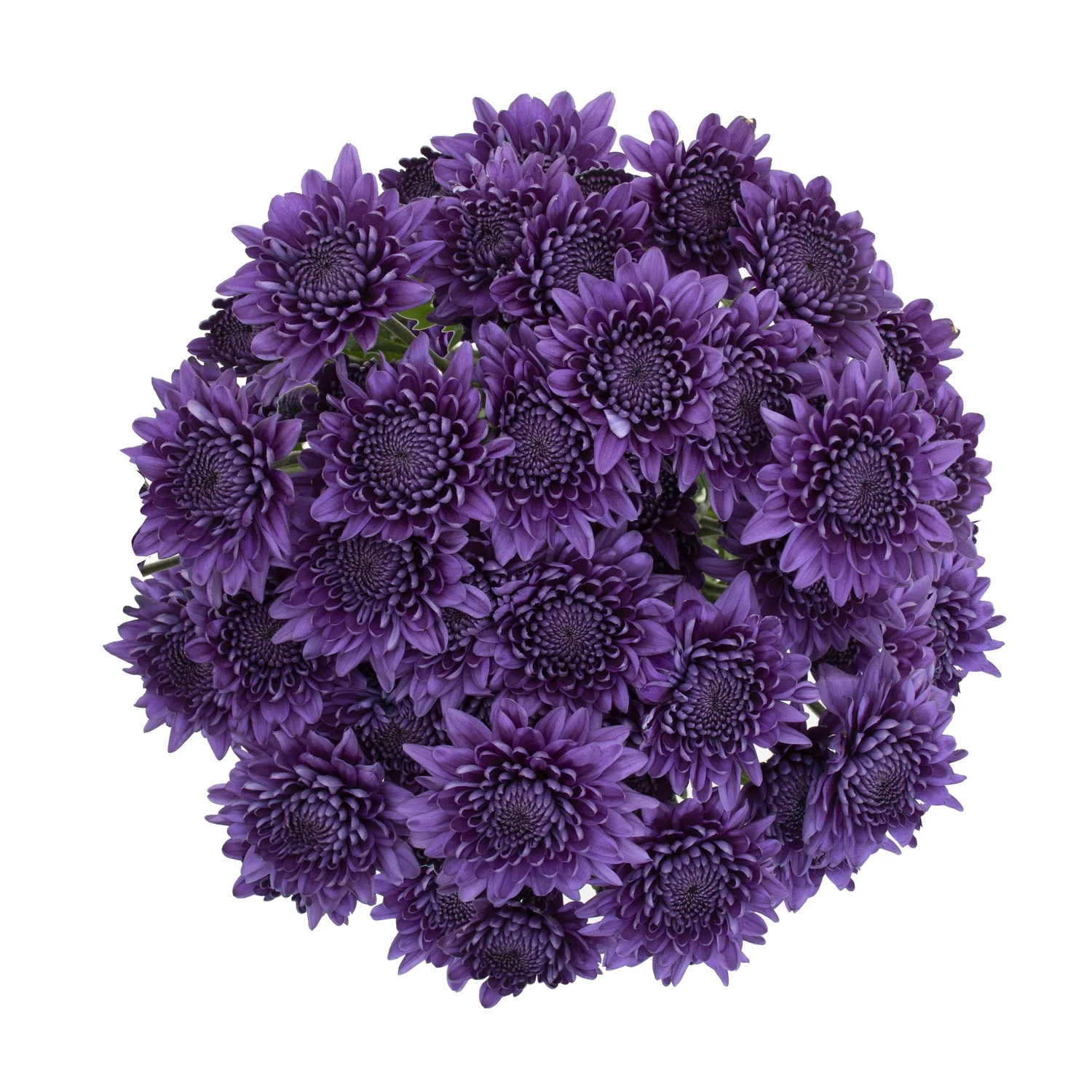 BluOcean — Florigene Flowers