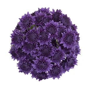 BluOcean — Florigene Flowers