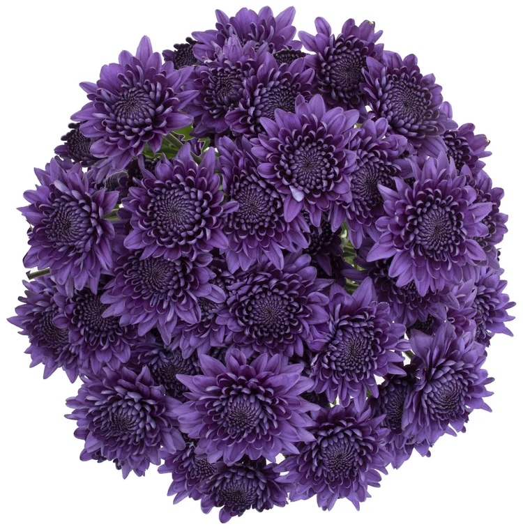 Coral — Florigene Flowers