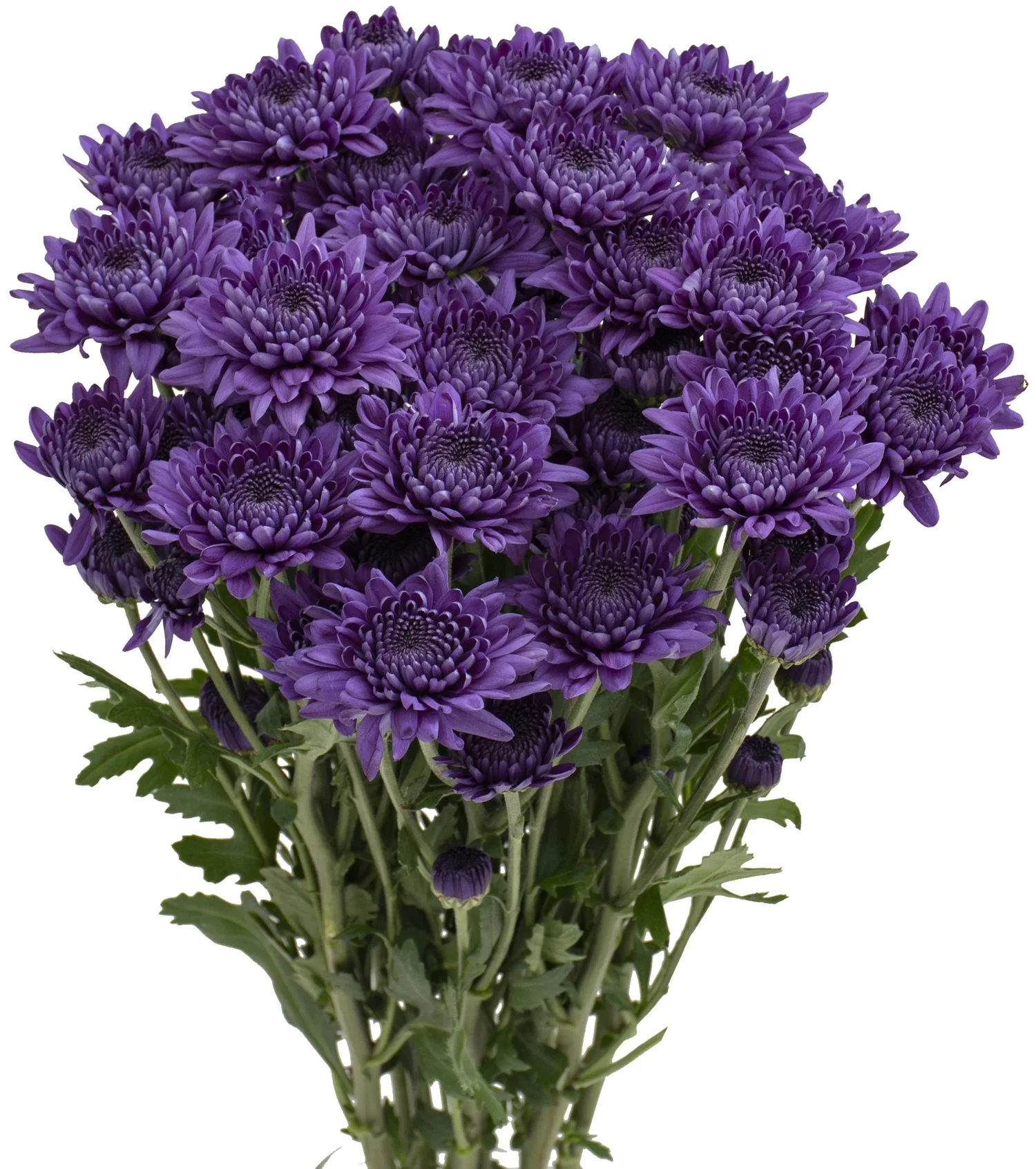 Coral — Florigene Flowers