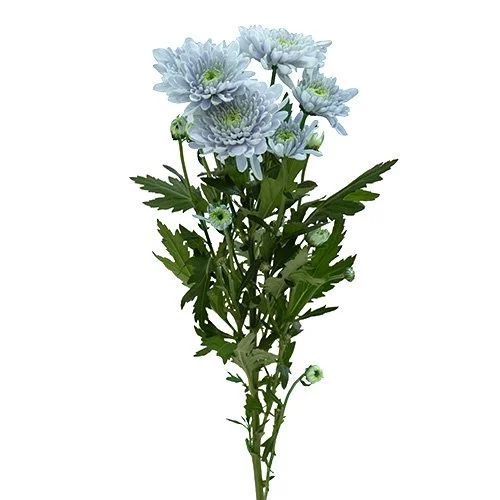 Sapphire — Florigene Flowers