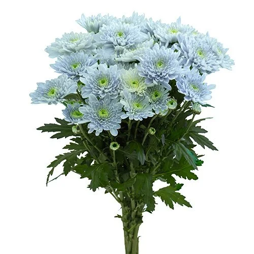 Sapphire — Florigene Flowers