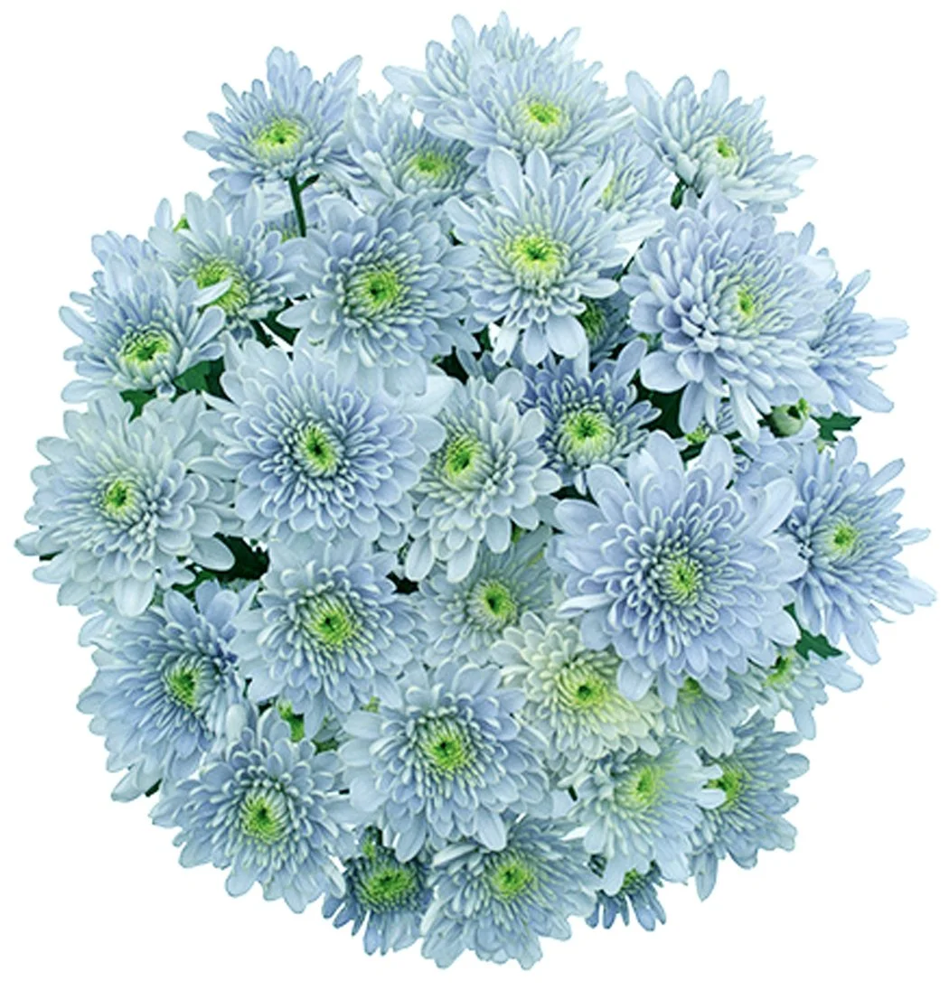 Florigene Flowers