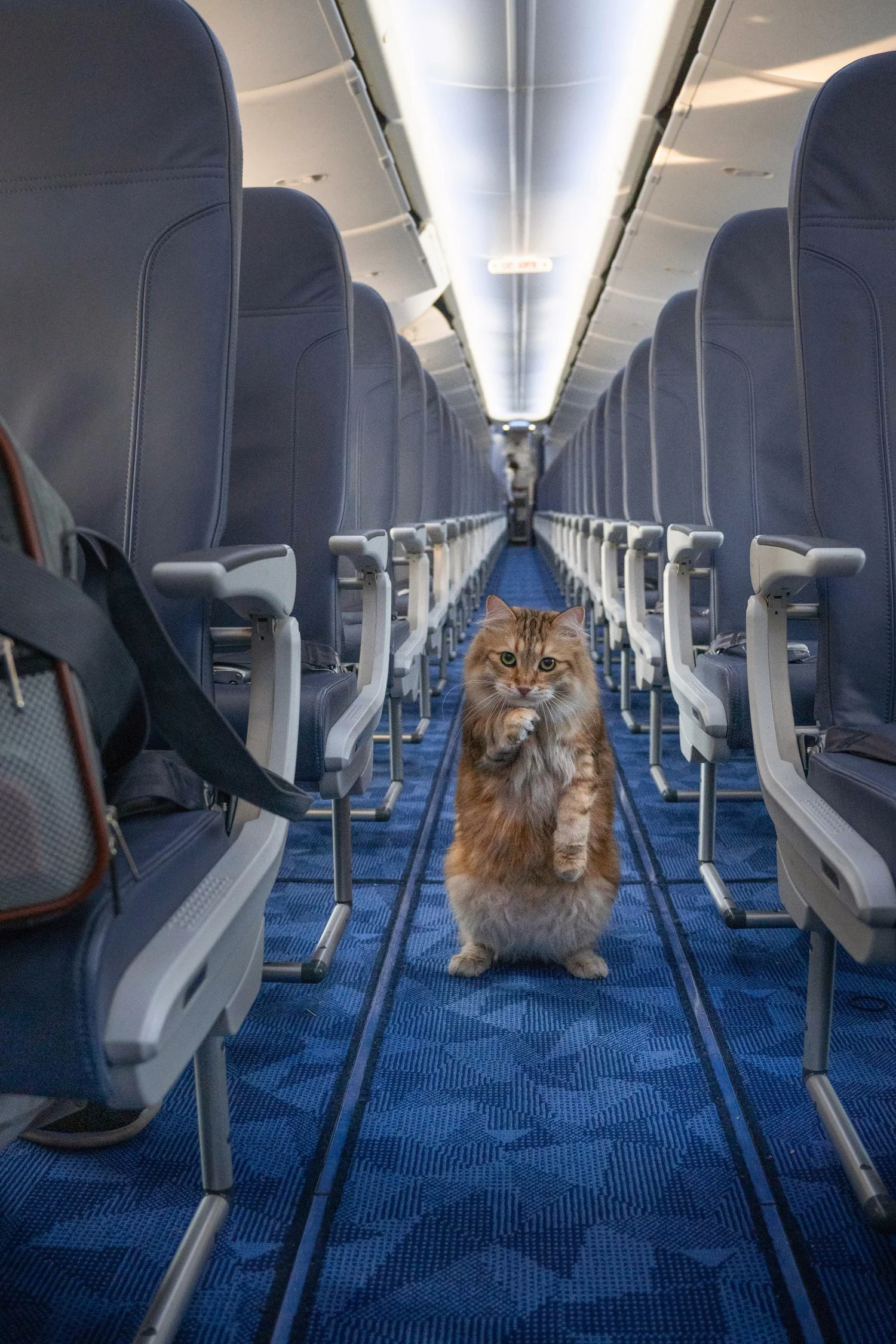 PetFriendly Airlines Pets in Cabin, Pet Fees & Pet Travel