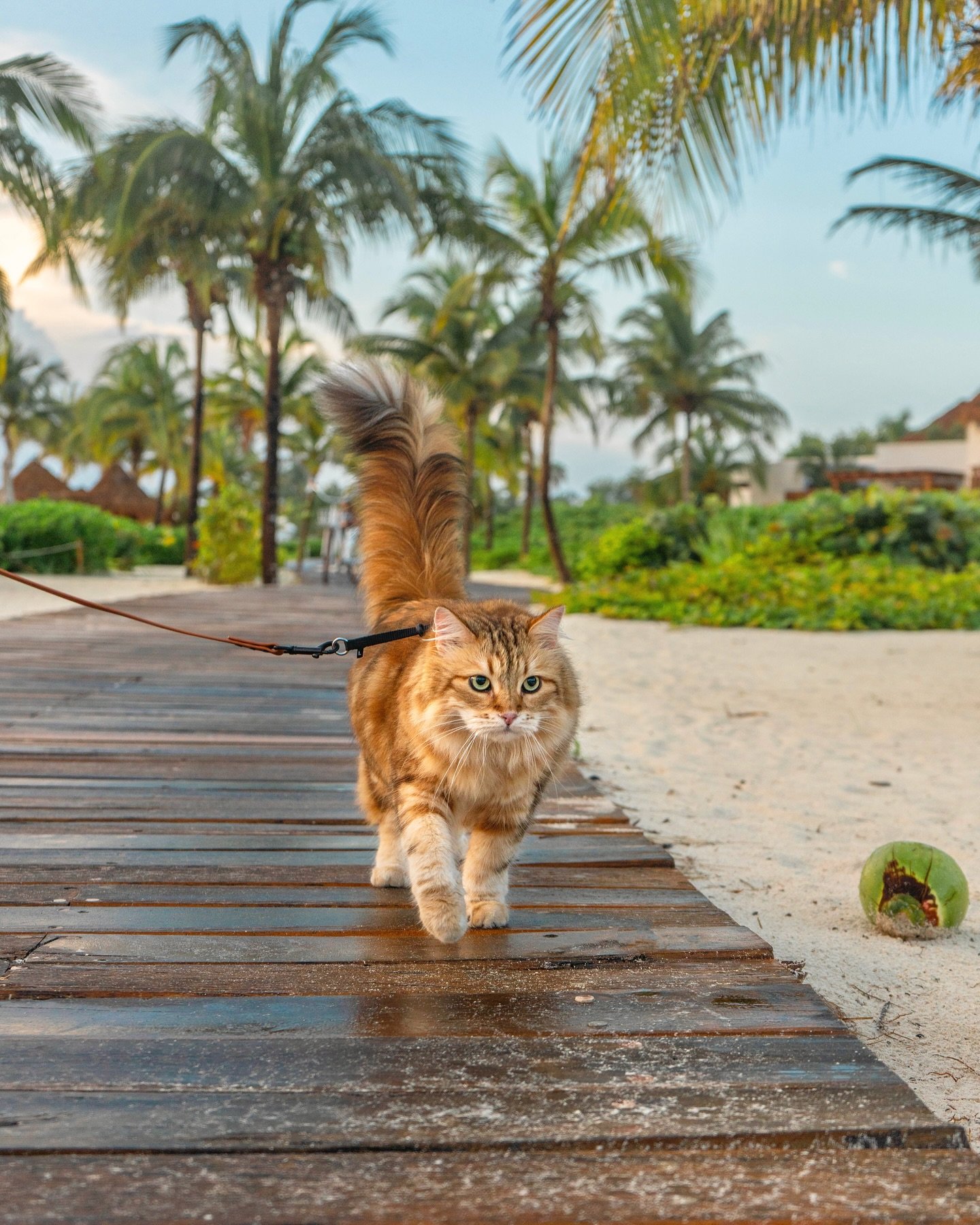 This is your sign to book a pet-friendly vacation this winter 🌴🌊

Here are some shots from our time relaxing at the @fairmontmayakoba ☀️ This was one of our most luxurious stays, so it&rsquo;s no surprise we&rsquo;ve really been missing the sunshin