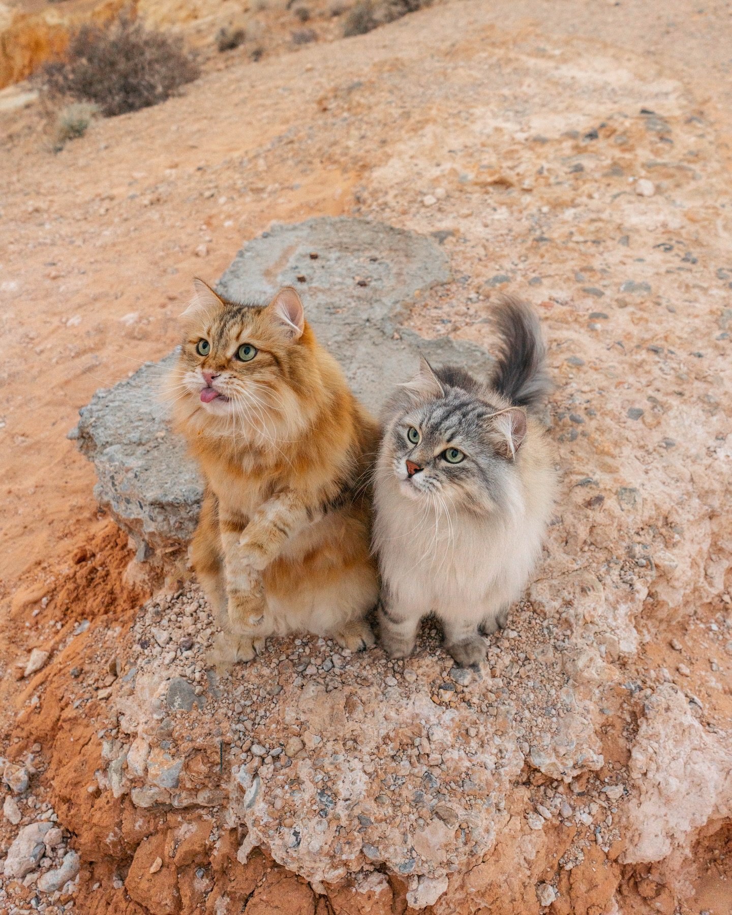 Find someone who will never desert you 🌵🏜️😹