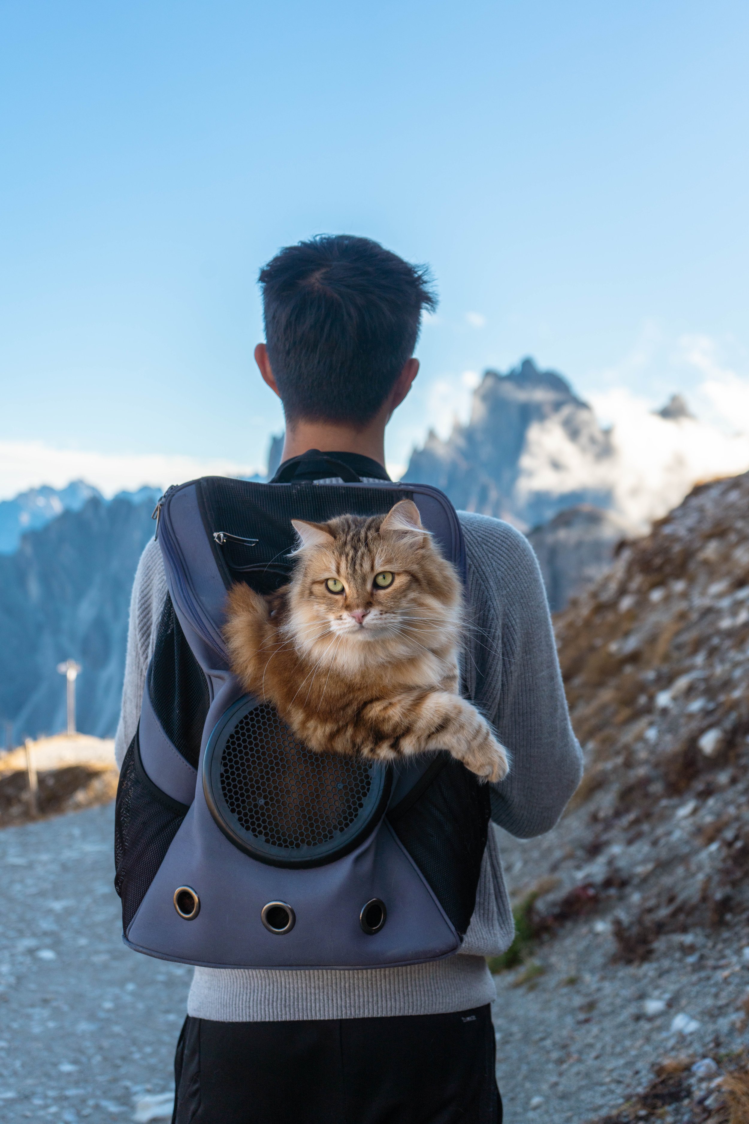 Traveling With a Cat: Essential Tips for a Stress-Free Journey