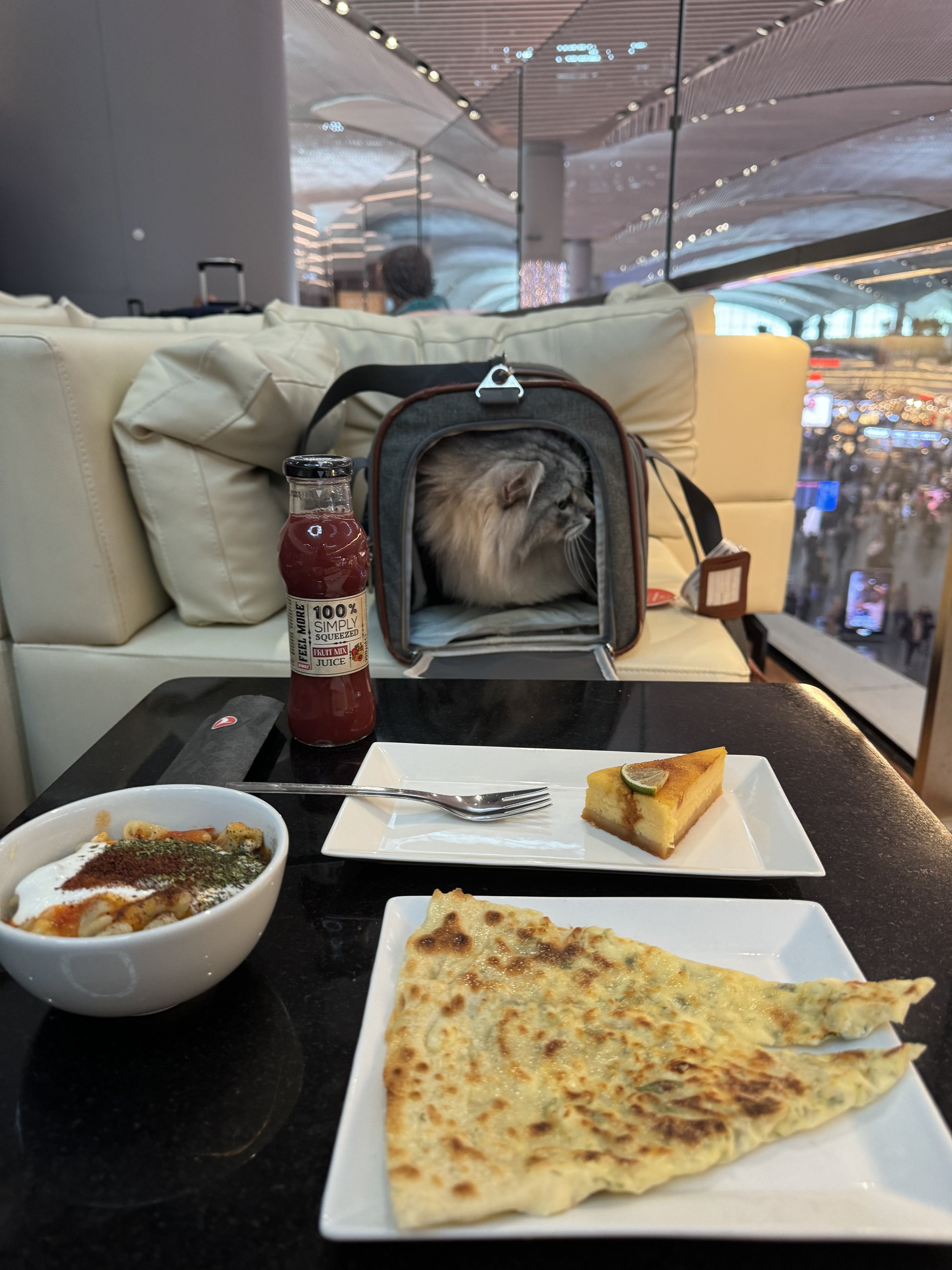 Flying With A Cat On Turkish Airlines A Truly Pet Friendly Experience flying-with-a-cat-on-turkish-airlines-a-truly-pet-friendly-experience