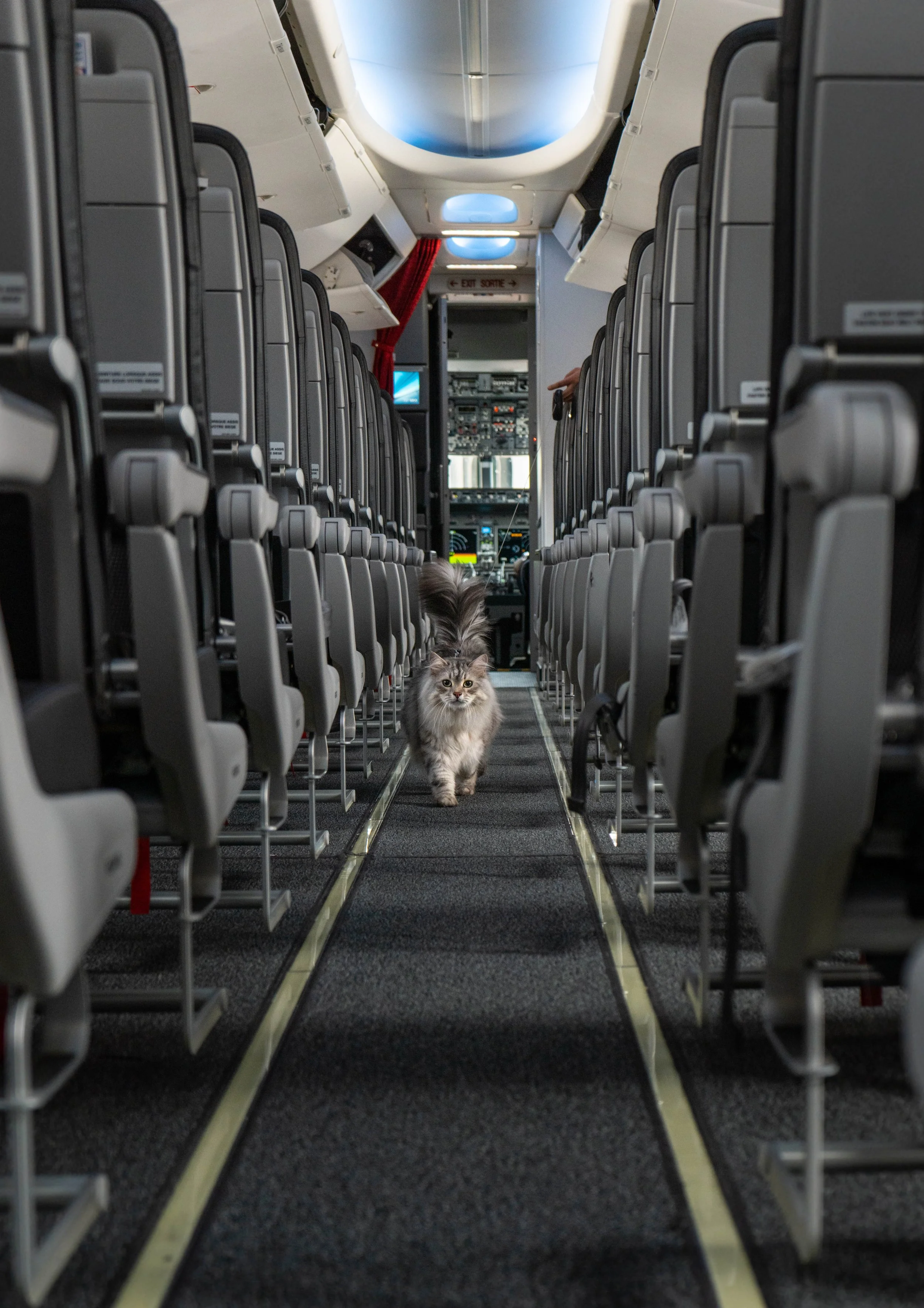 How to Fly with a Cat on a Plane — siberian_reinhardt