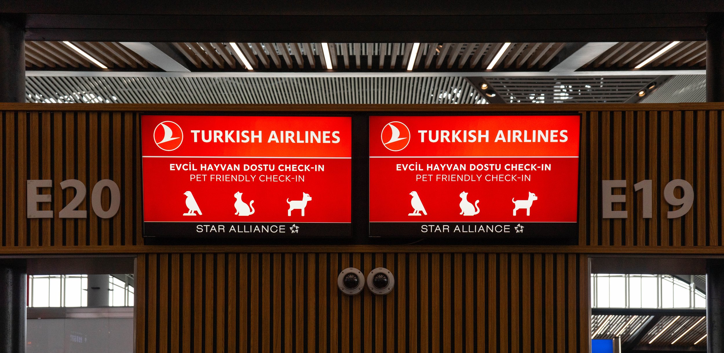 turkish airlines travelling with cat