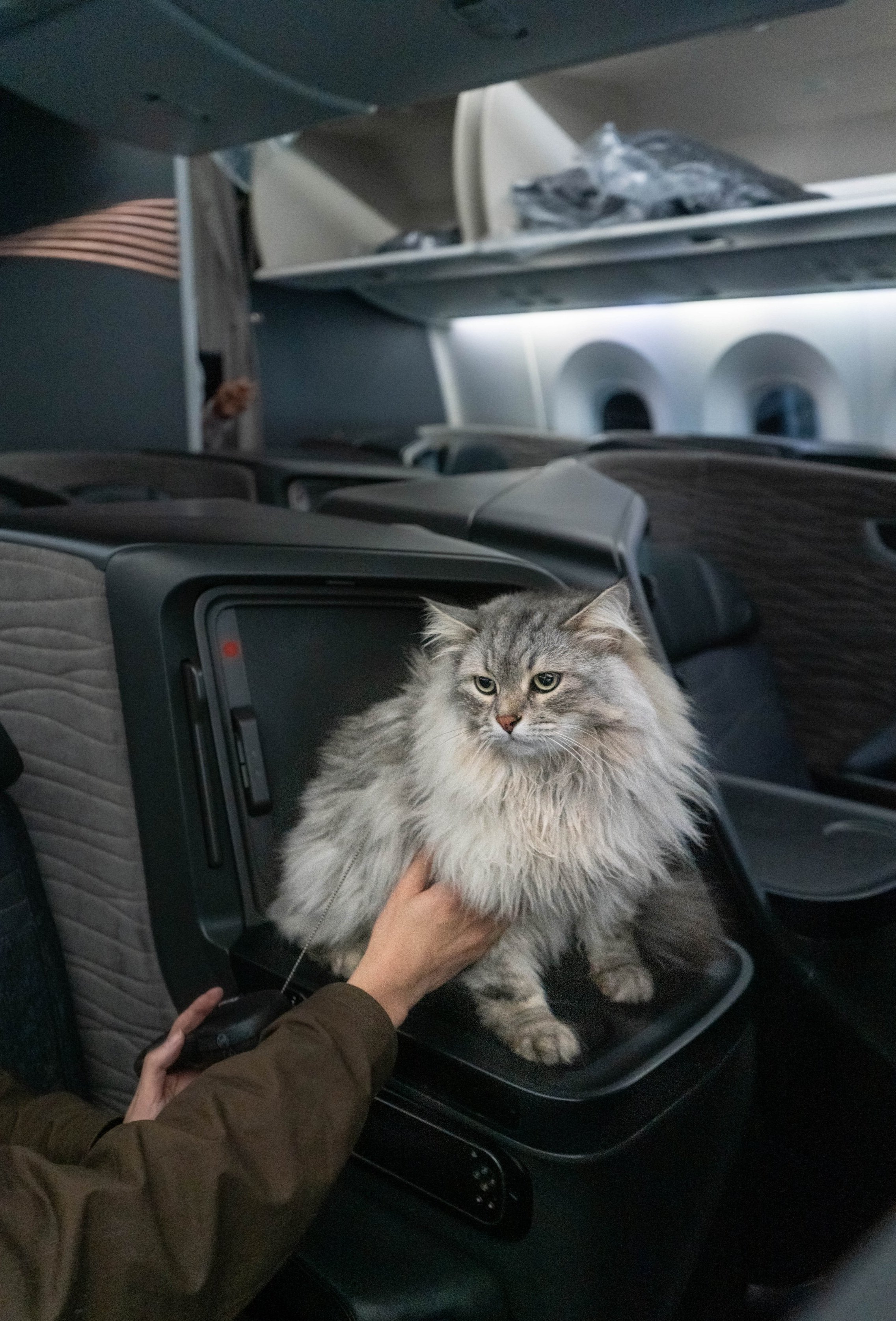 turkish airlines travelling with cat