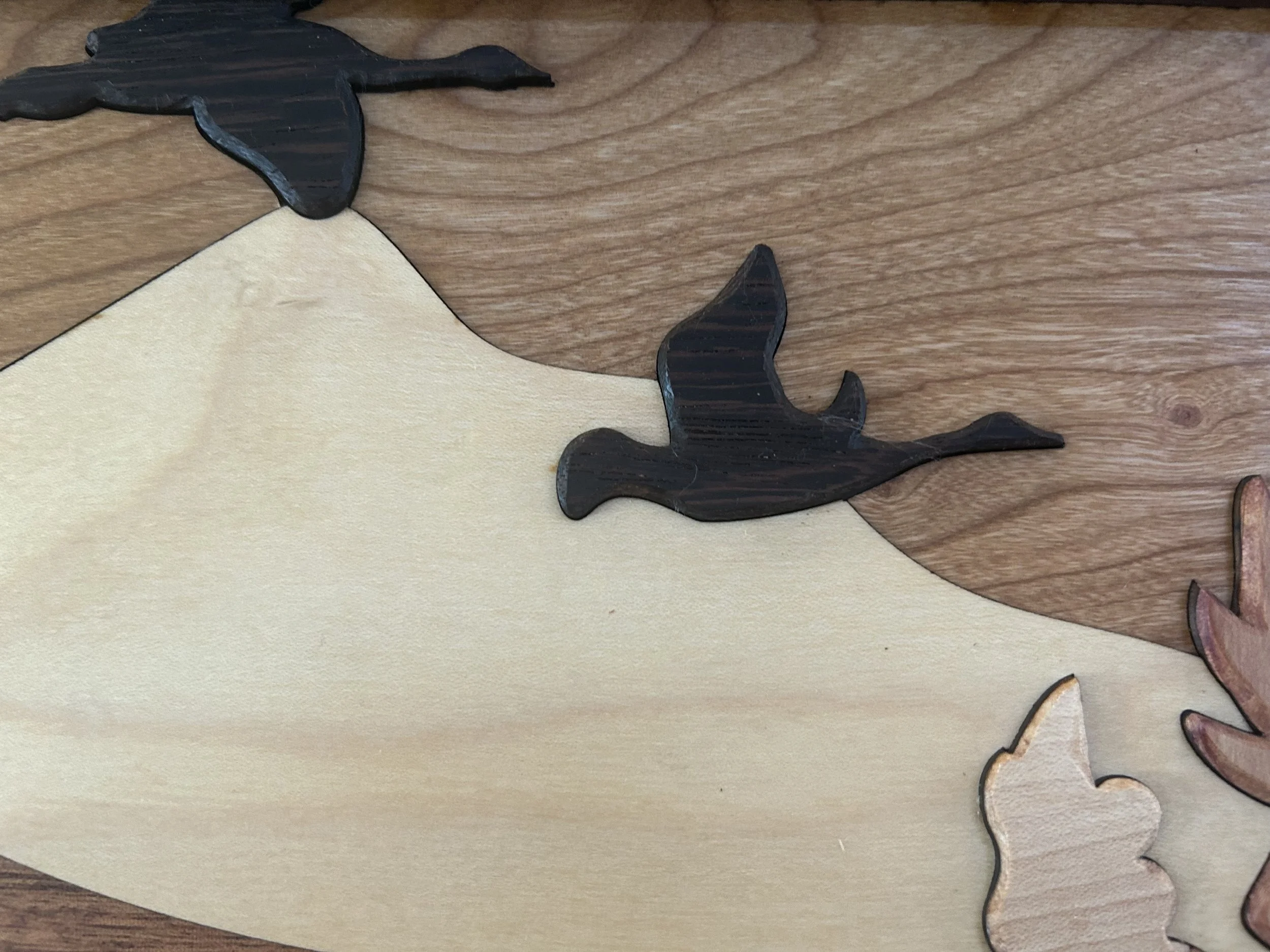 Canadian Goose 2 closeup.jpg