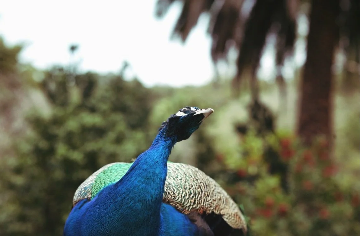 Our cover girl photographed by @missevesavage for Attune Magazine 
🦚
#attunemagazine