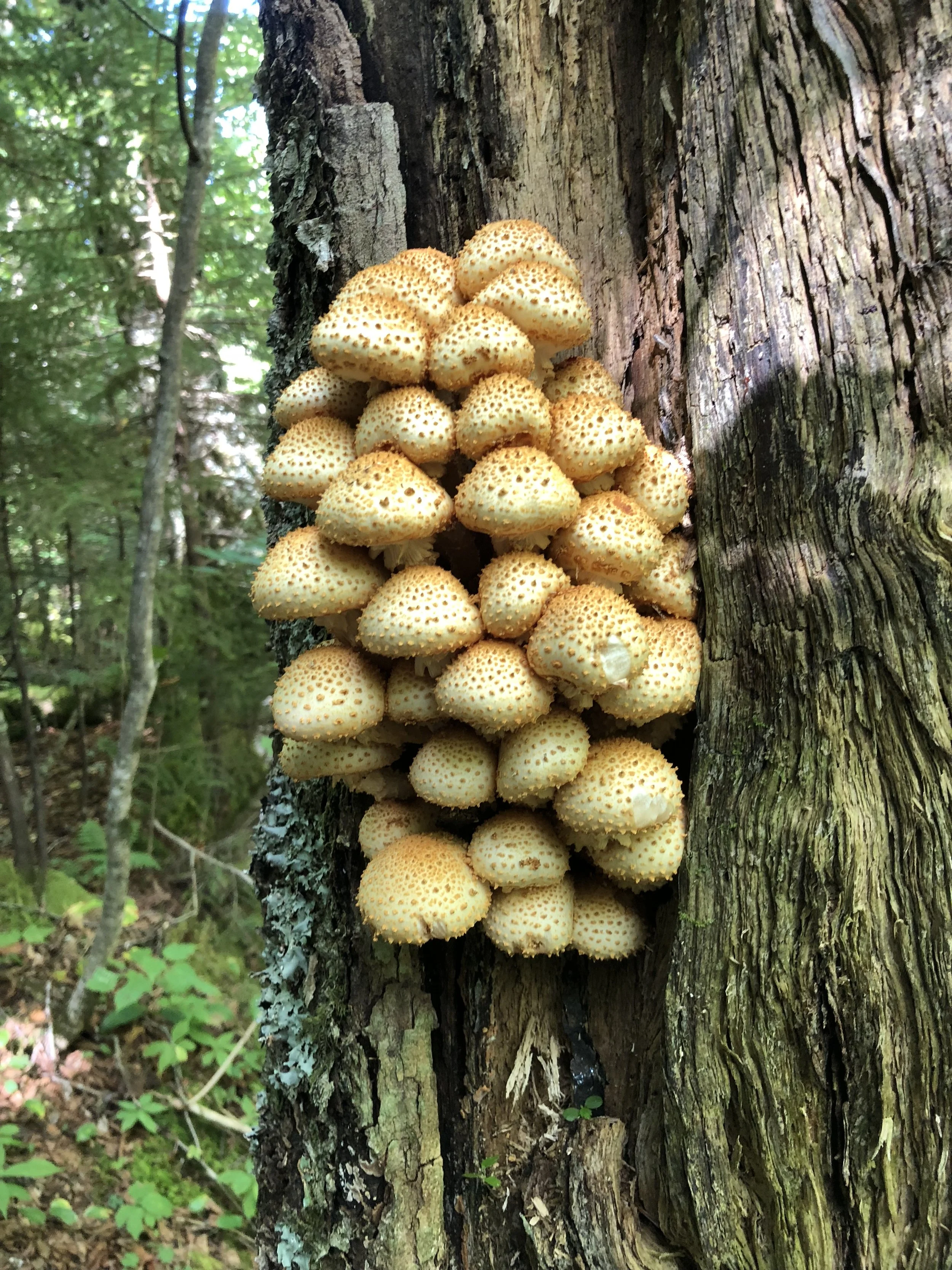 yellow dense mushrooms.jpeg
