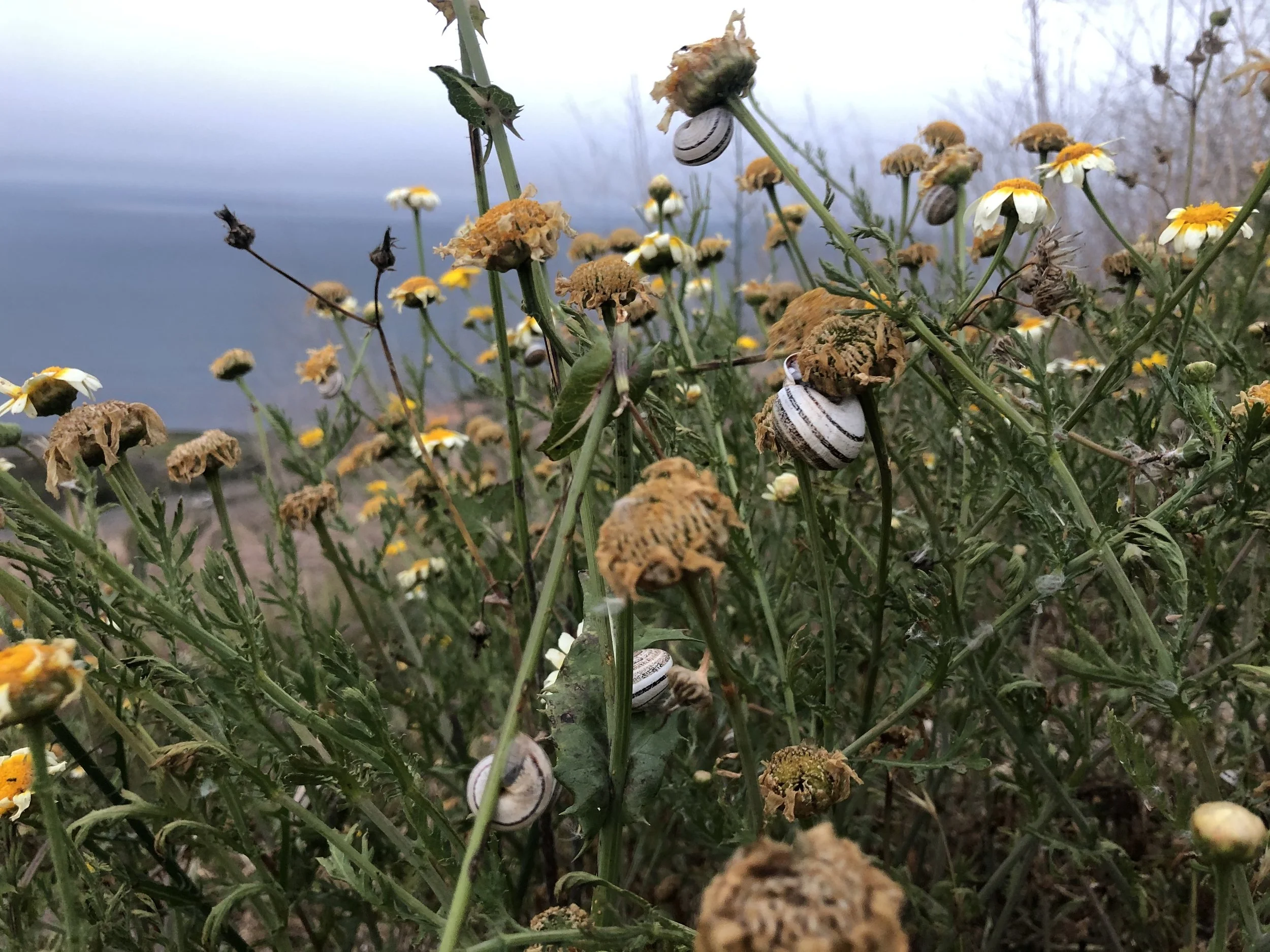Close-up of wildflowers with many snails on and around them, set against a cloudy sky.