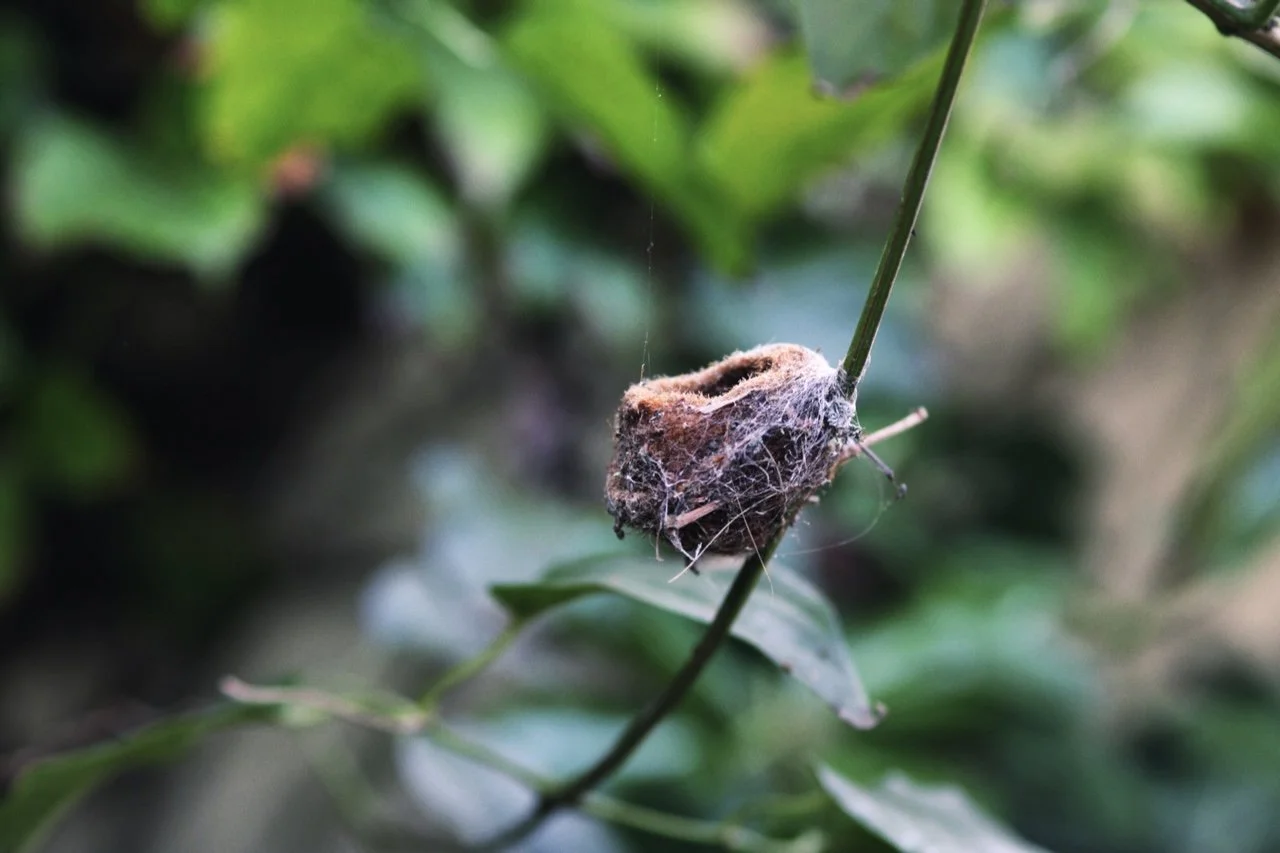 Nest.jpg