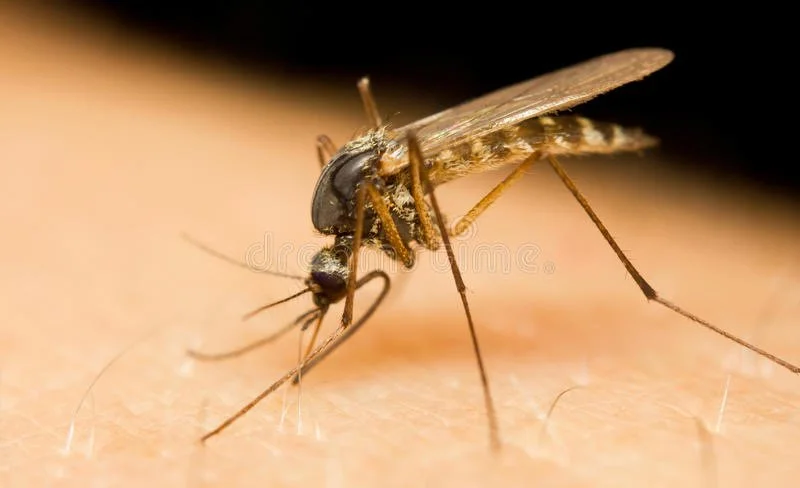 Mosquitoes: Unveiling the Invisible Threat and How to Combat it