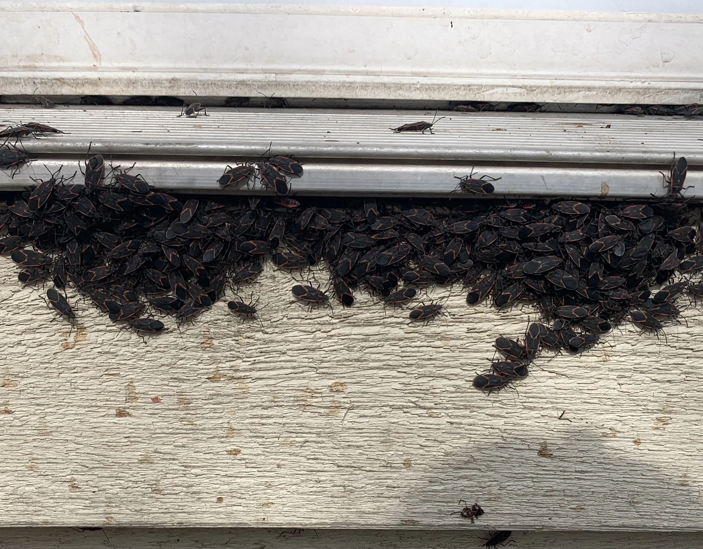 Say Goodbye to Box Elder Bugs: Harness the Power of Professional Pest Control Spraying