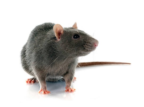 Tackling the Surging Population of Rats: How a Pest Control Company Can Help