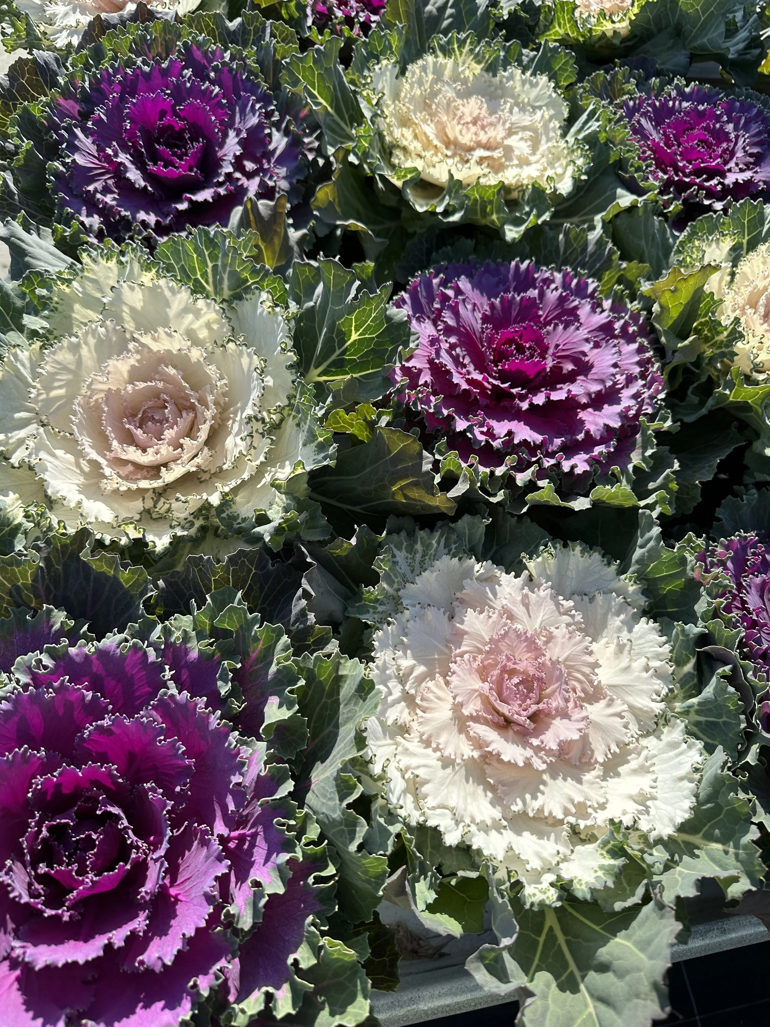Kale