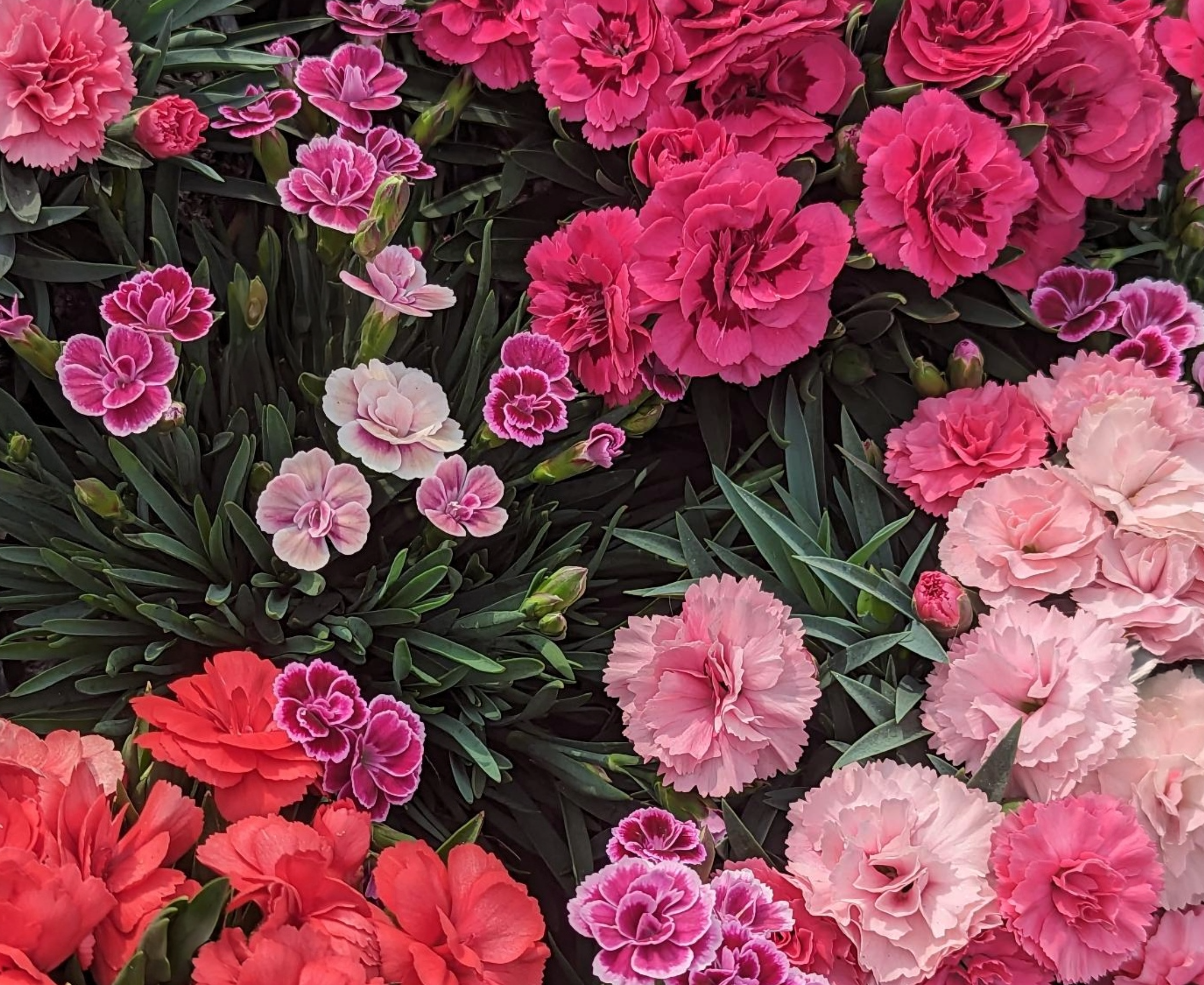 Carnations