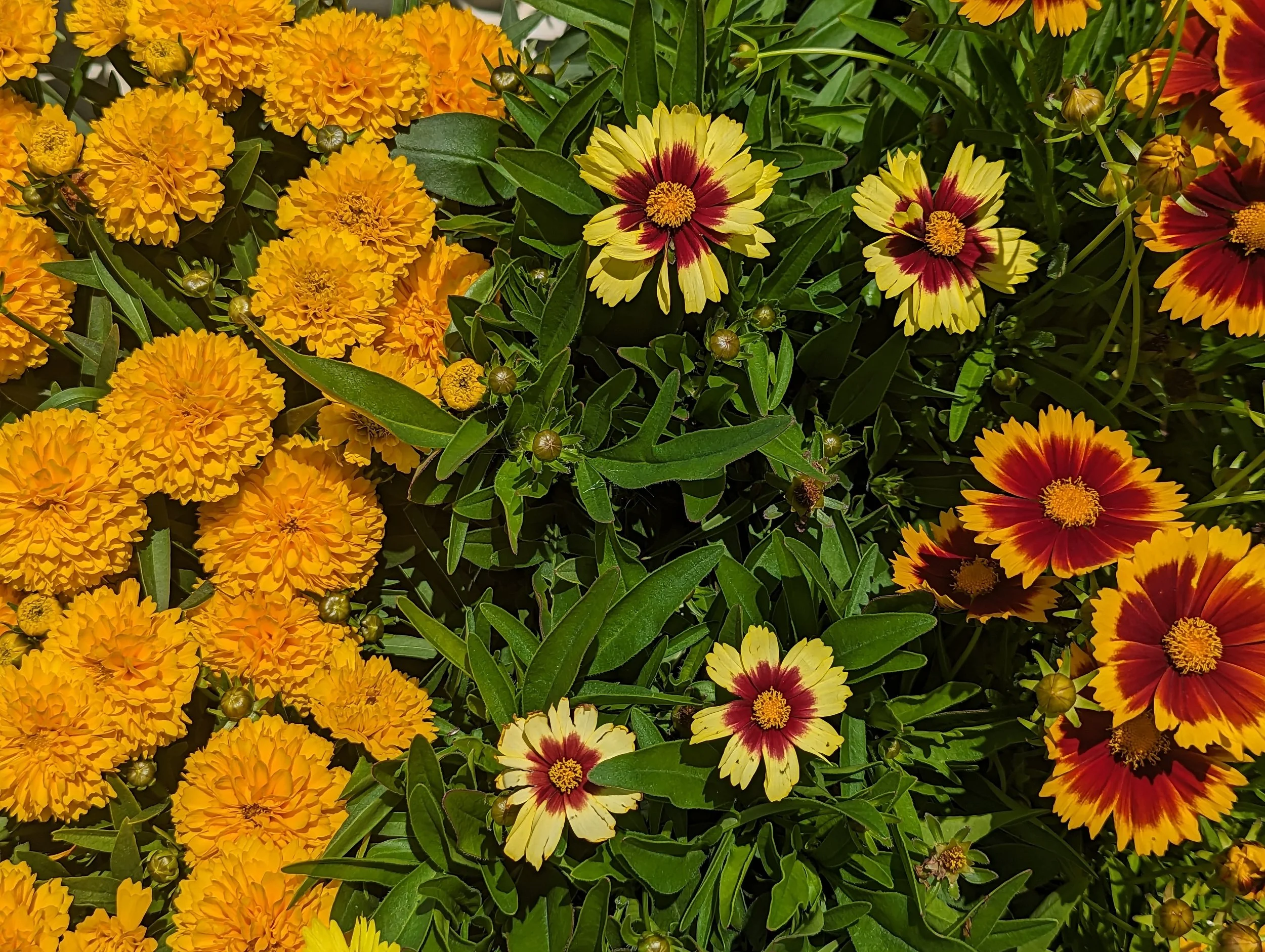 Coreopsis